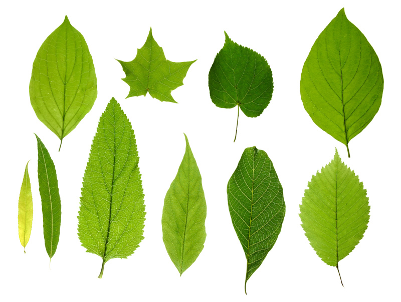 Grüne Blätter isoliert auf weißem Hintergrund